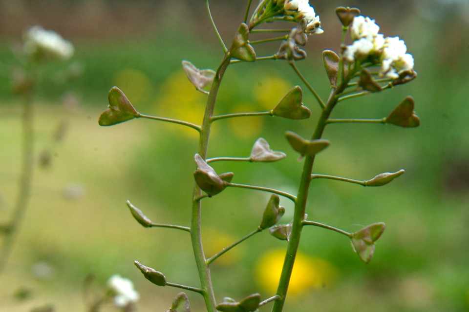 Shepherd’s Purse