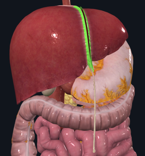 <p>What is highlighted in green</p>