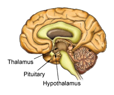 <p><span>The hypothalamus is located at the base of the brain just above the pituitary gland and below the thalamus. Because of its central location, it can receive information from all over the brain. &nbsp;It is composed of many regions made up of groups of nerve cell bodies, which are call nuclei. &nbsp;Several of these nuclei control the release of hormones from the pituitary gland.&nbsp;&nbsp;</span></p>