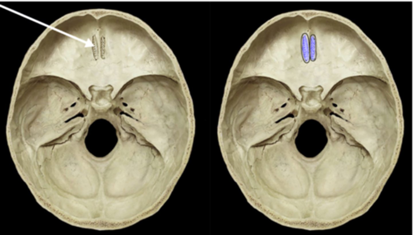 <p>porous bone surrounding the crista galli in the floor of the cranium through which olfactory nerves transverse</p>