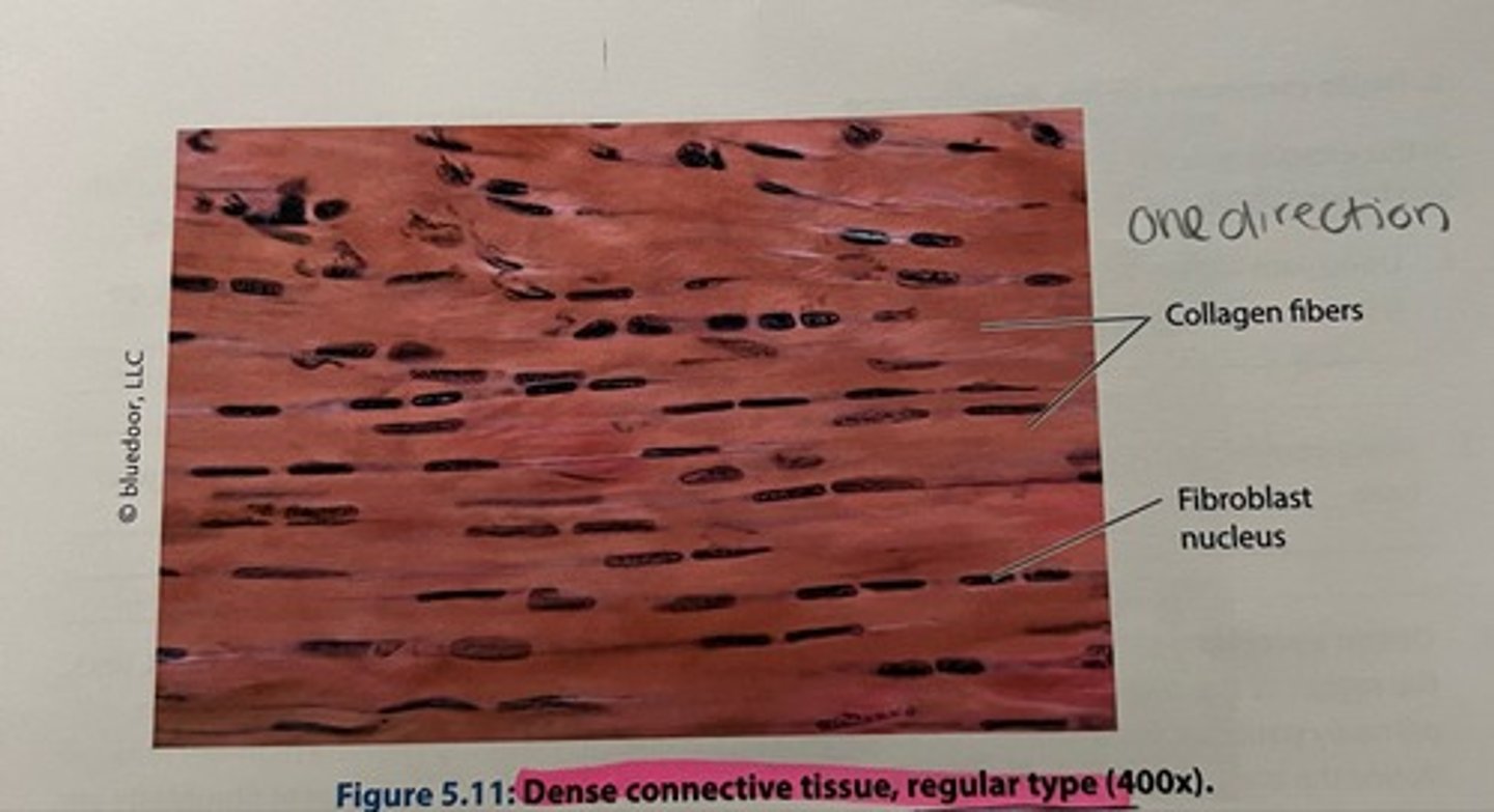 <p>Location: tendons and ligaments</p><p>function:</p><p>-Tendons attach muscles to bones</p><p>-ligaments hold bones together</p>