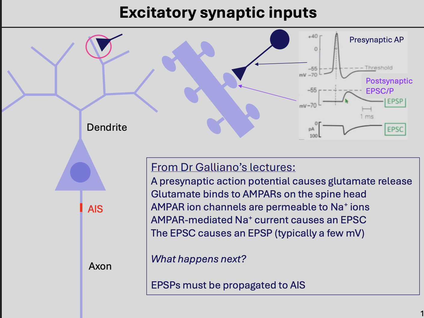 <ol><li><p>presynpatic AP causes glutamte release</p></li><li><p>binds to AMPARs of the spine head</p></li><li><p>AMPAR ion channels→ permeable to Na+ ions</p></li><li><p>AMPAR-mediated Na+ current cuases EPSC</p></li><li><p>EPSC<strong> causes</strong> EPSP</p></li><li><p>But only a few mV</p></li></ol><p><em>How does this propagate to AIS (even if so small?)</em></p><p></p>