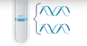 <p>½ DNA is always original </p>