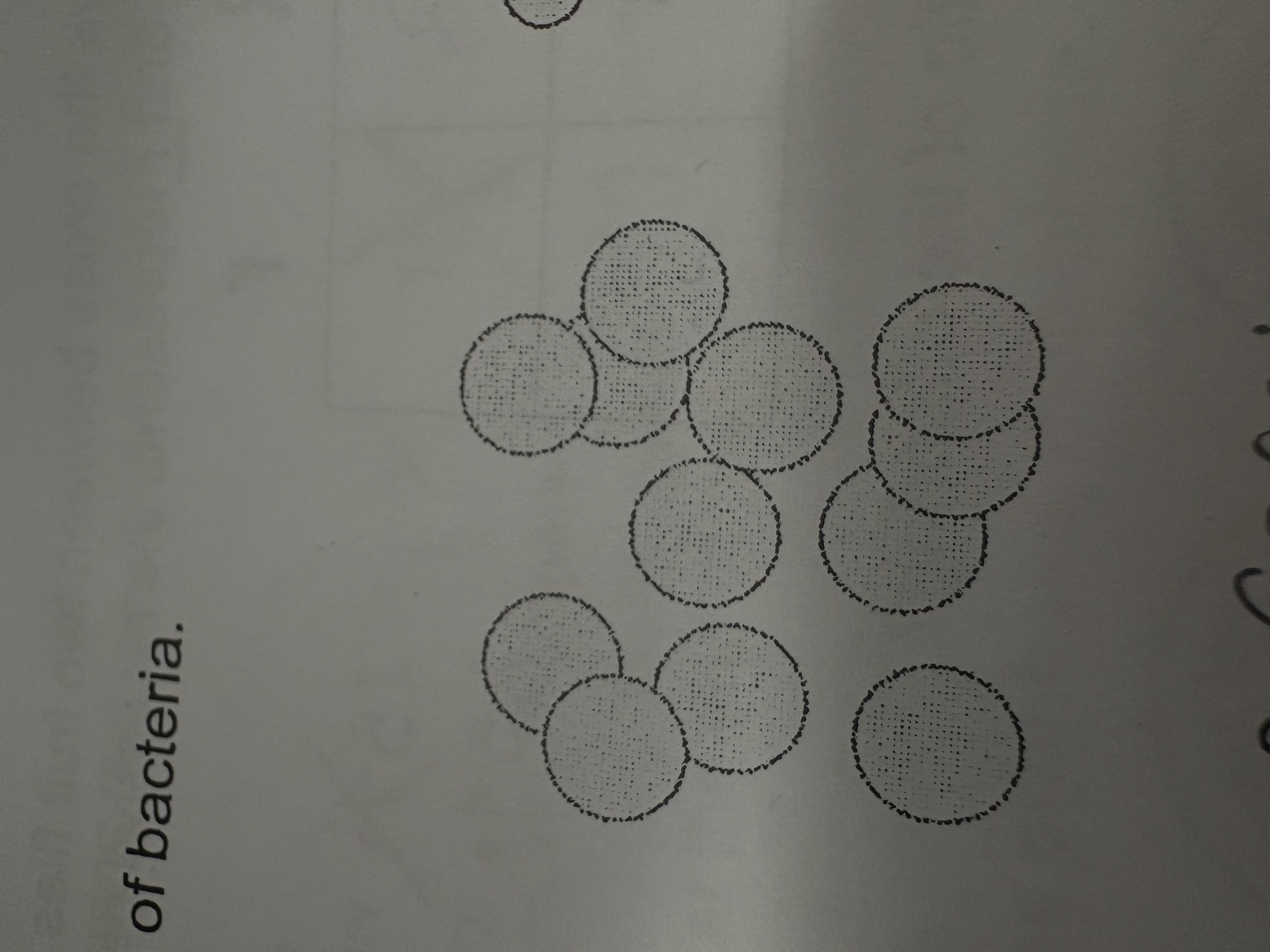 <p>What is this bacteria shape?</p>