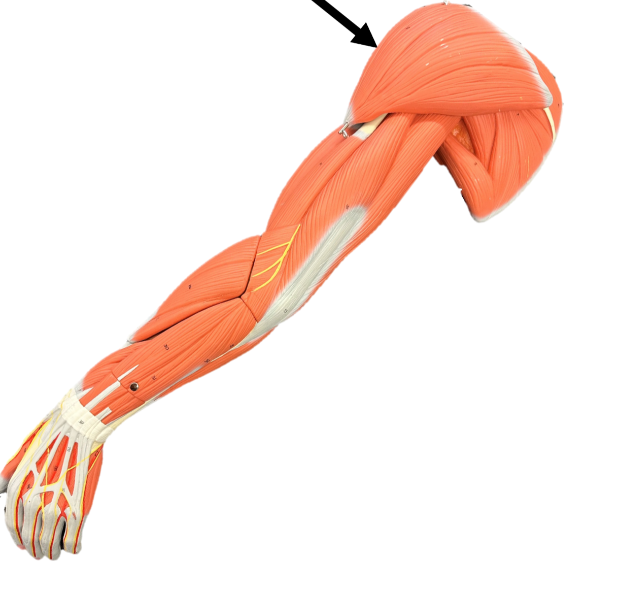<p>Origin: medial = acromion process</p><p>Insertion: deltoid tuberosity</p><p>Function: flexes arm at the shoulder joint</p>