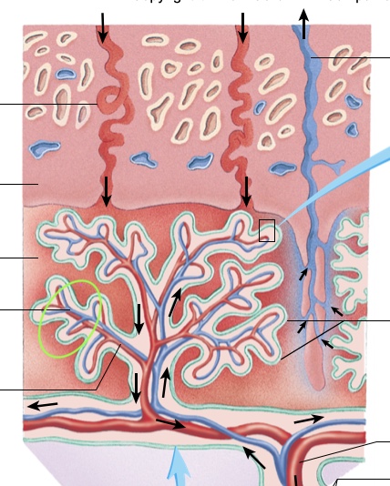 knowt flashcard image