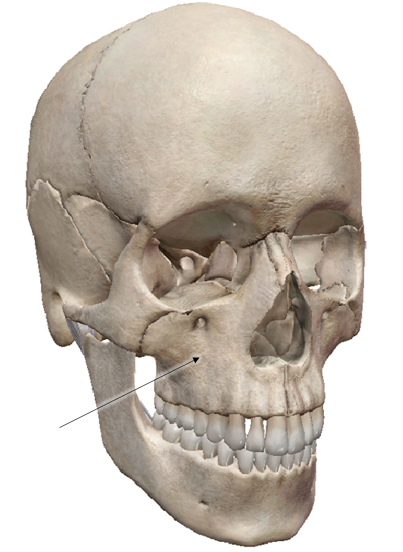 <p>name the bone</p>