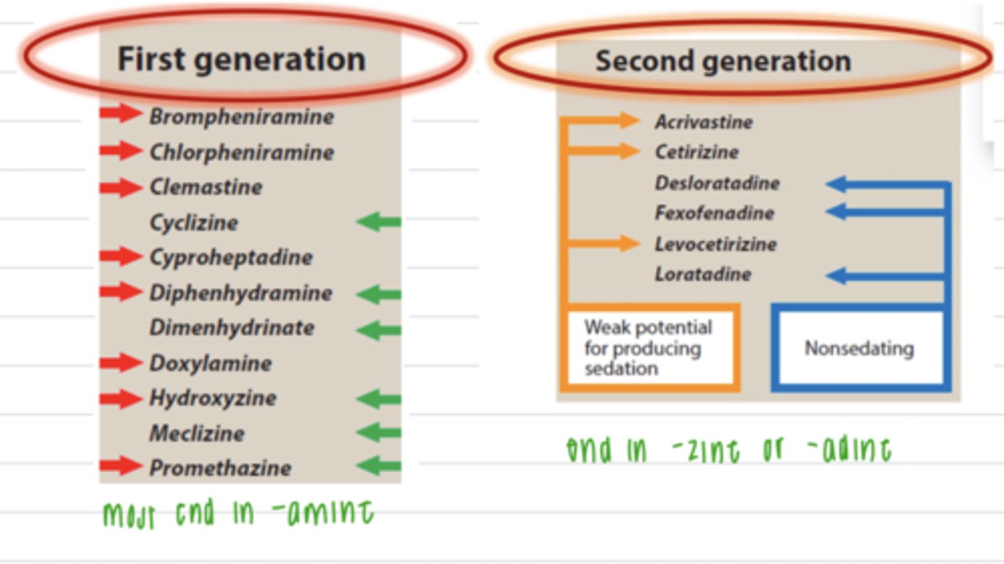 <p>first generation:</p><p>brompeniramine</p><p>chlopheniramine</p><p>clemastine</p><p>cylizine</p><p>cyrroheptadine</p><p>diphenhydramine</p><p>himenhydrinate</p><p>doxylamine</p><p>hydroxyzine</p><p>meclizine</p><p>cyproheptadine</p><p>promethazine</p><p>second generation:</p><p>acrivastine</p><p>cetirizine</p><p>desloratadine</p><p>fexofenadine</p><p>levocetirizine</p><p>loratadine</p>