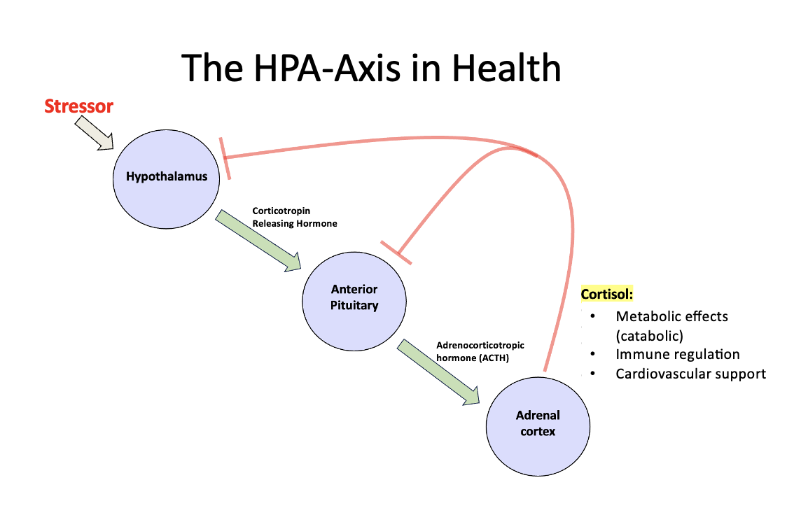 <p>stressor initiates cascade of responses that lead to the production of Cortisol which then is used as a negative feedback loop to stop production at the hypothalamus and pituitary steps. </p>