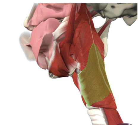 \
* Strongest of the 3
* Two sections
* Thyropharyngeus
* Thyroid lamina to median pharyngeal raphe
* Lower/ depress the pharynx
* Similar action to upper and middle