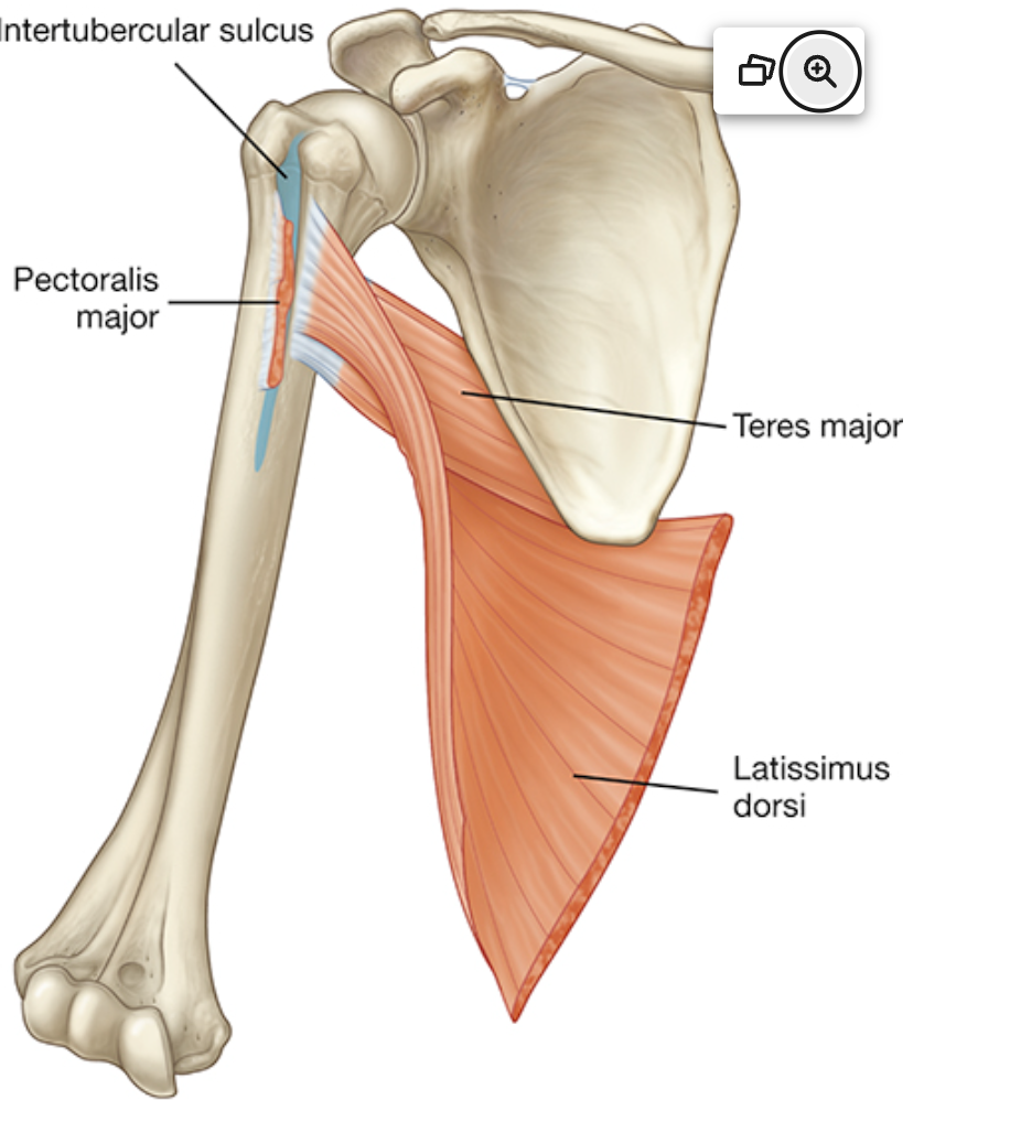 <p>Teres Major Main Action</p>