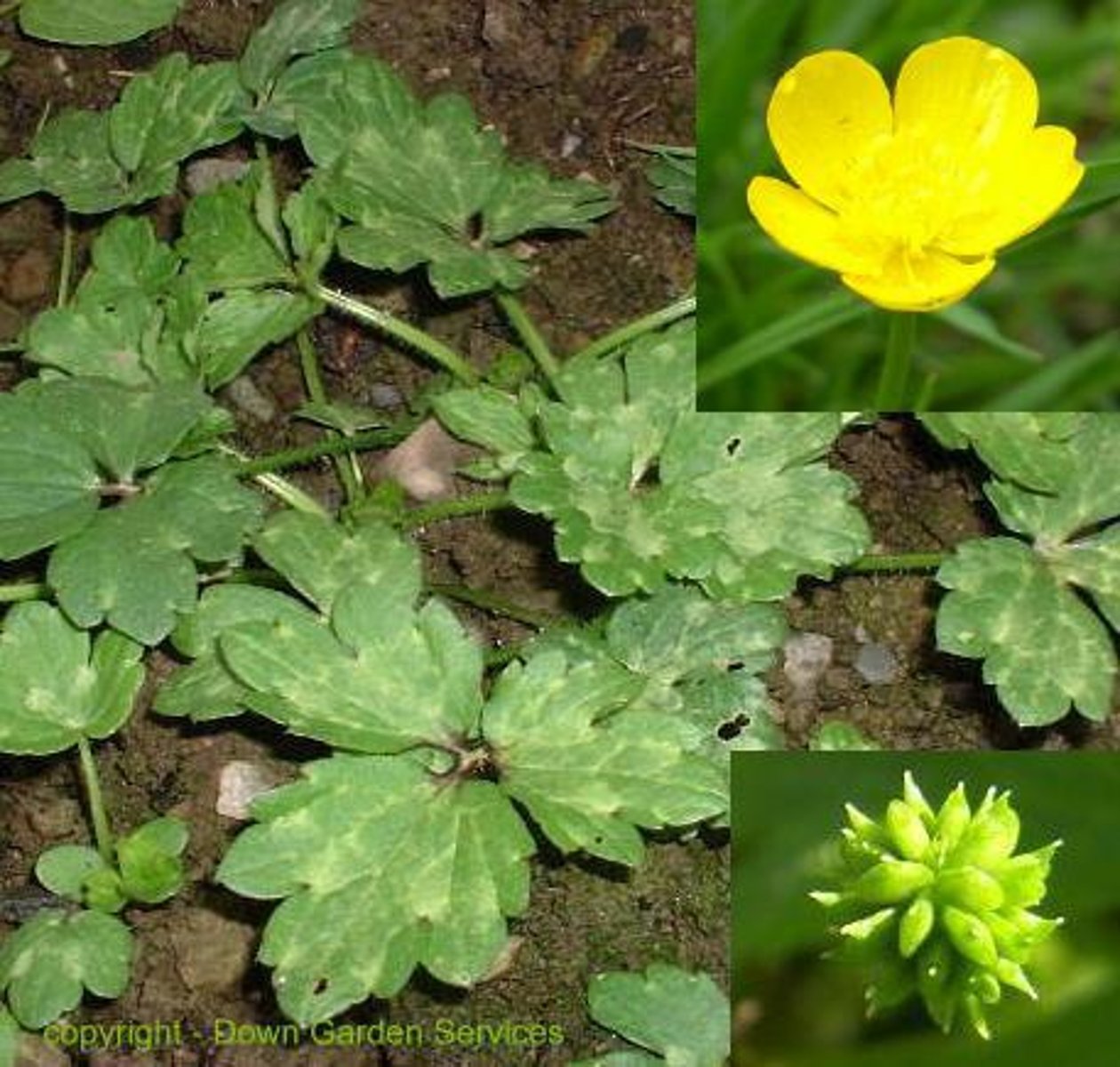 <p>Ranunculus</p>