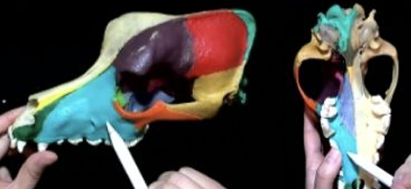 knowt flashcard image