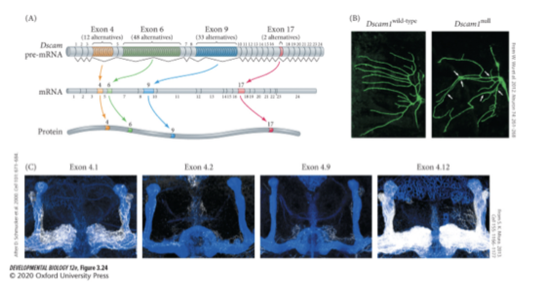 <p>how does alternative splicing differentia gene expression?</p><p>what stage of development does it occur during?</p>