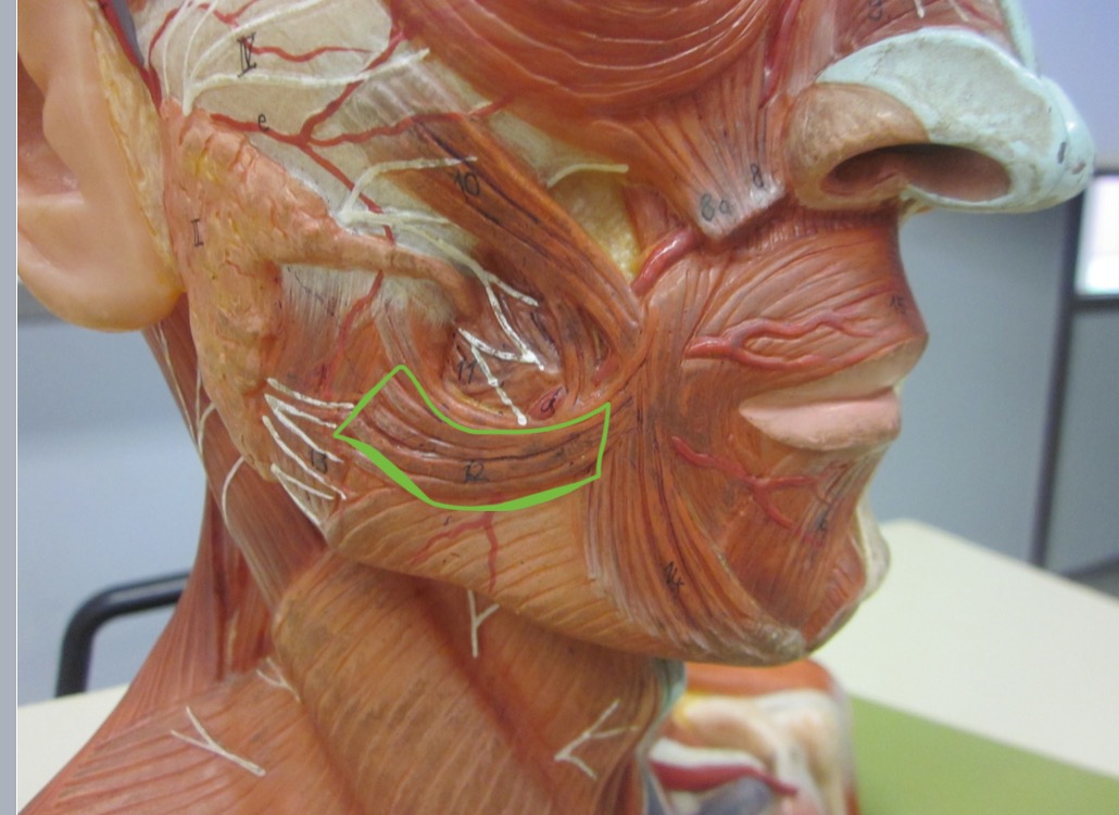 <p>Which muscle</p>