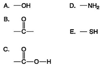 Which two functional groups shown in Figure 3.4 are present in all amino acids?