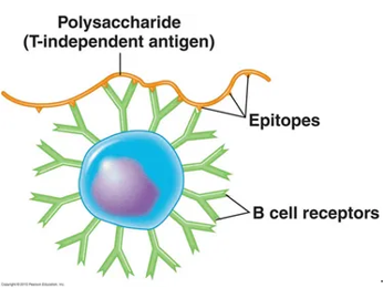 <p>No. The response <strong>primarily produces IgM antibodies</strong>. It also does not result in the formation of long-lived memory B cells.</p>