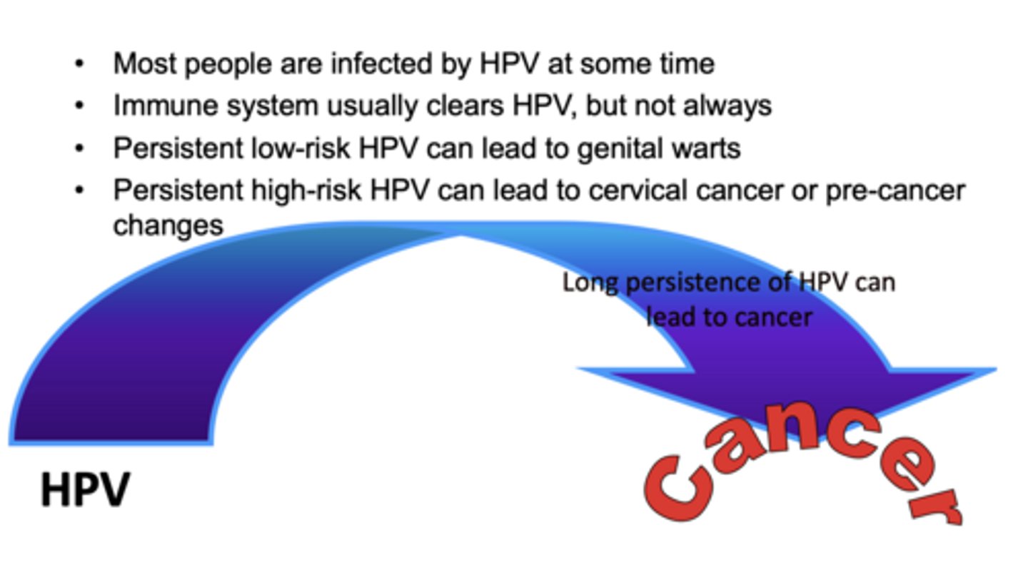 <p>summary of HPV infections:</p>