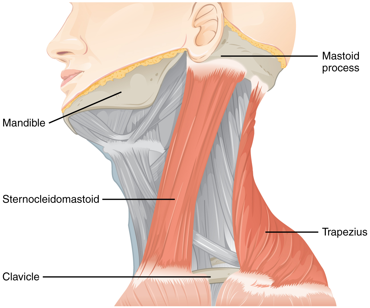 <p><strong>Origin:</strong> manubrium of sternum & medial 1/3 of clavicle<br><strong>Insertion:</strong> mastoid process of temporal bone and lateral ½ spr nuchal line<br><strong>Action:</strong> lateral flexion of head (atlanto-occipital joint); contralateral rtn of lower neck (spinal jnts); extension of upper neck (atlanto-occipital jnt); elevation of sternum and clavicle (forced inhalation)<br><strong>Nerve:</strong> spinal accessory nerve XI</p>