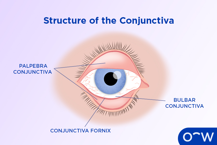 <p>Palpebra Conjuctiva</p>