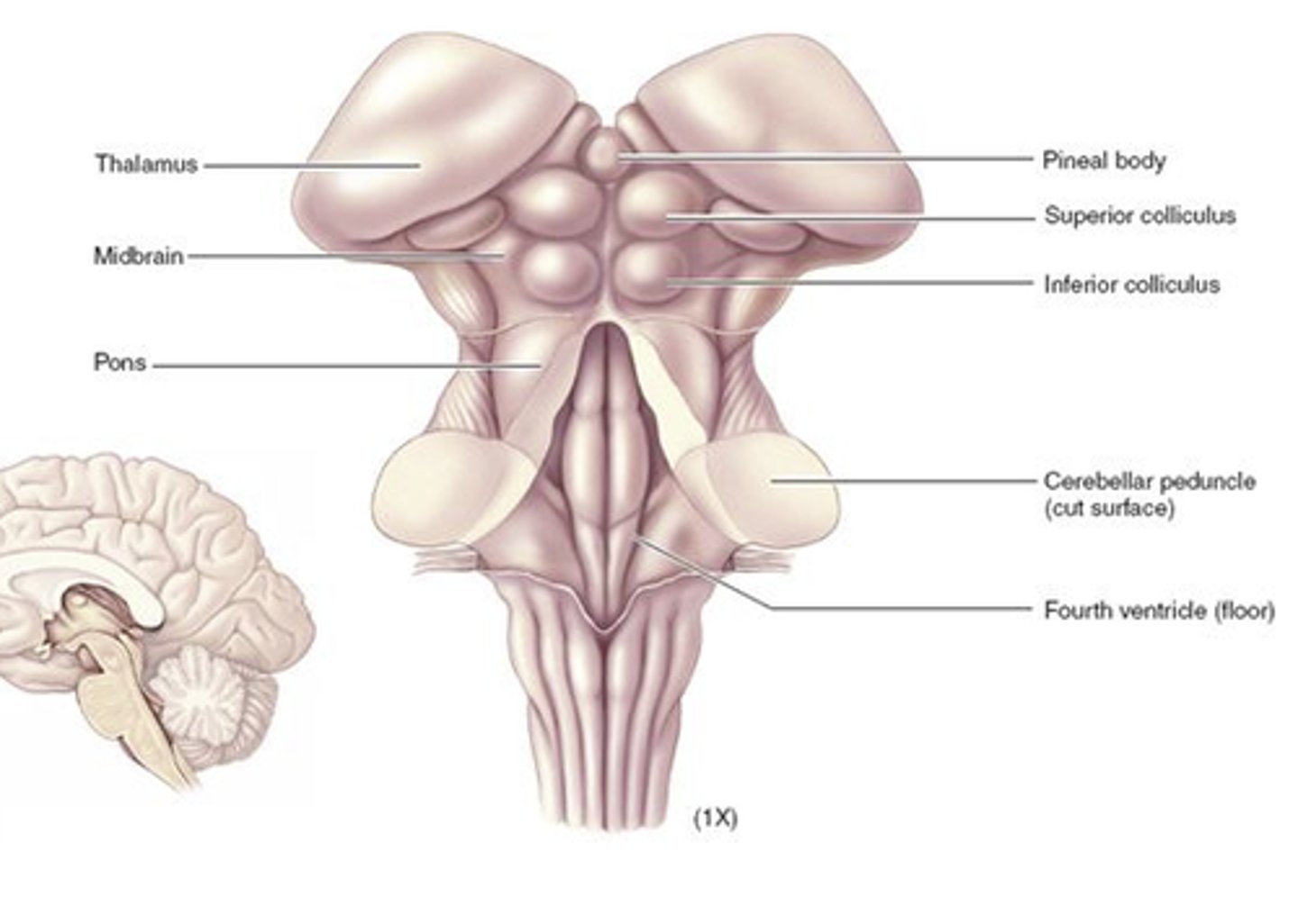 <p>1. connects cerebrum to spinal cord</p><p>2. start of cranial nerves for innervating the face and head</p><p>3. autonomic relfex center needed for survival</p>