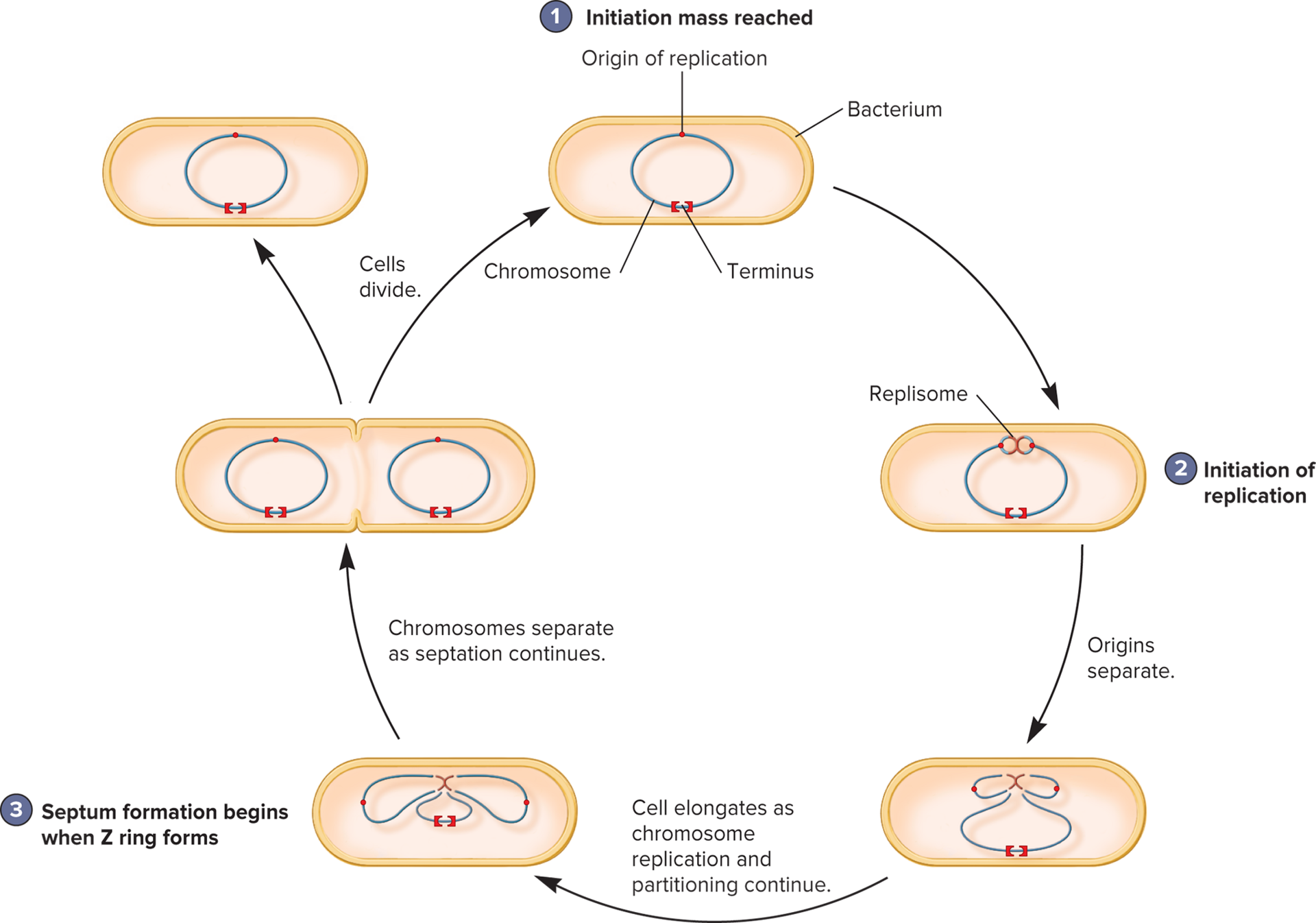 <p>1) Initiate rep</p><p>2) Separate origins</p><p>3) Z ring formation</p><p>4) Chromo separate</p><p>5) Cell divide</p>