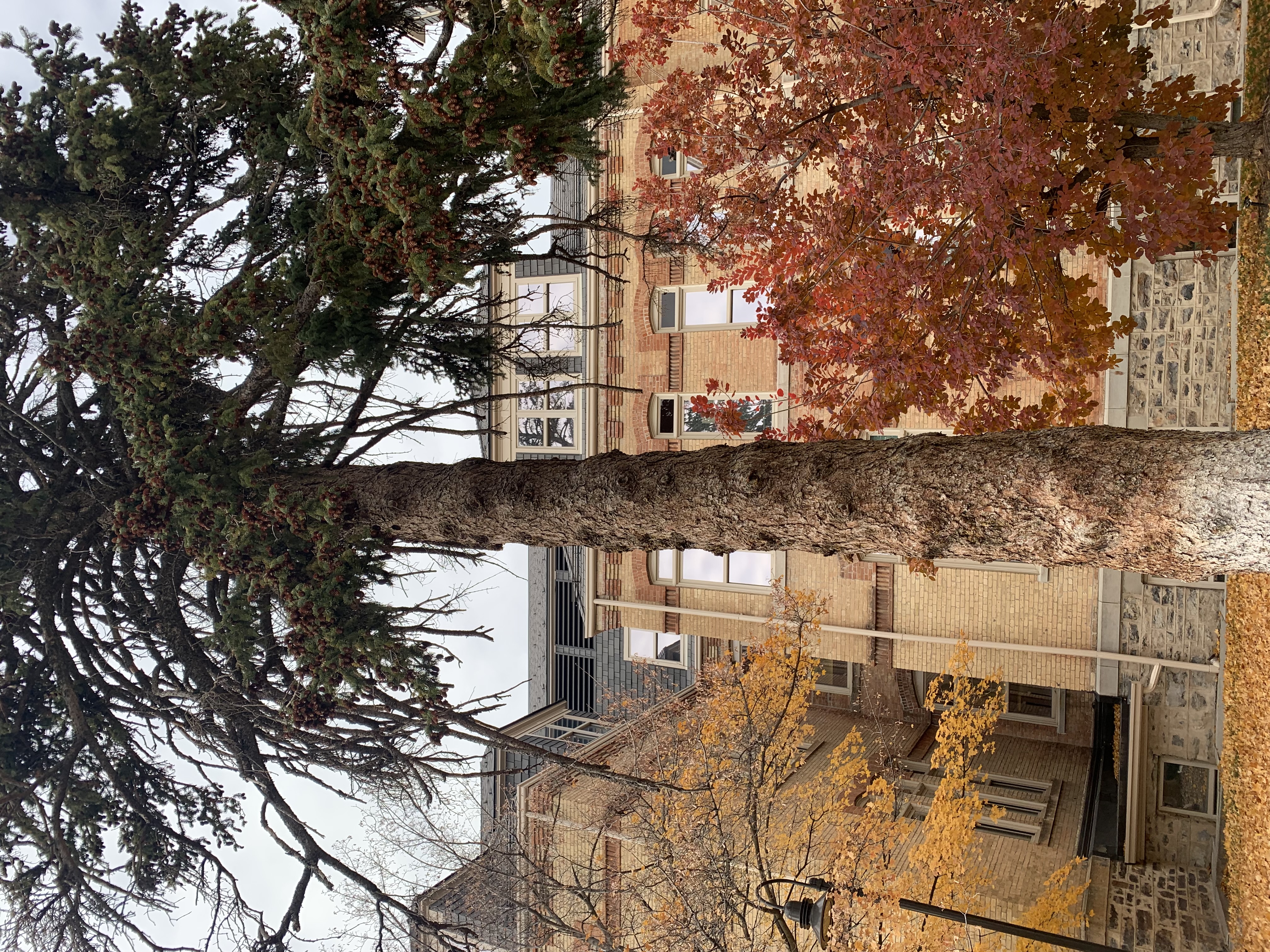 <p>zone 2</p><p>60’x'20’</p><p>branches tend to arc upward, small cones</p><p>large background</p>