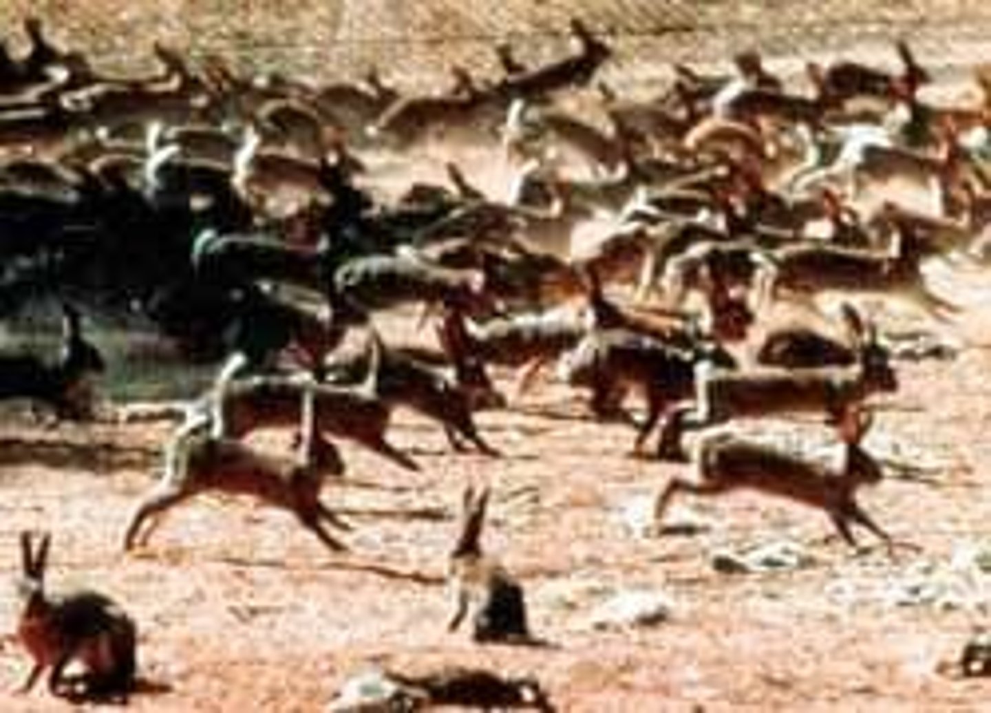 <p>Biological control method for rabbit population.</p>
