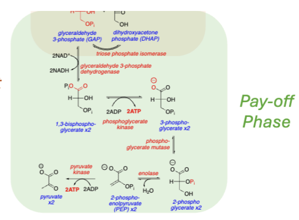 <p>Glycolysis Pay-Off Phase</p>