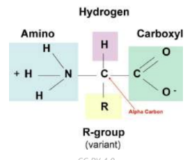 <p>monomers of proteins and have this structure:</p>