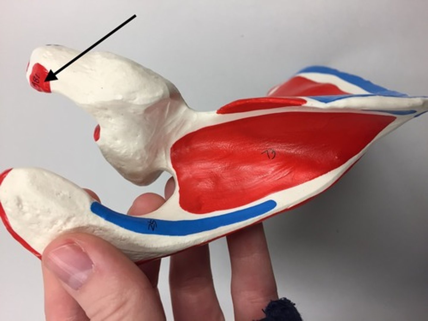 <p>78b</p><p>O: Coracoid process</p>