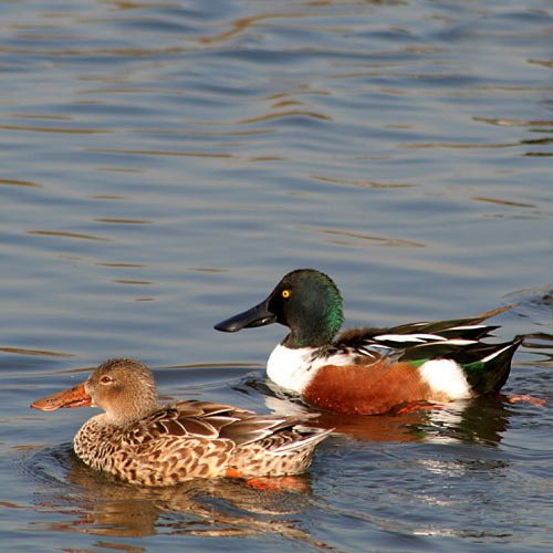 <p>Order: Anseriformes Family: Anatidae</p>