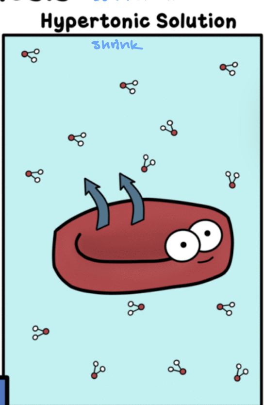 <p>more solute in the solution than in the cells so the cell shrinks</p>