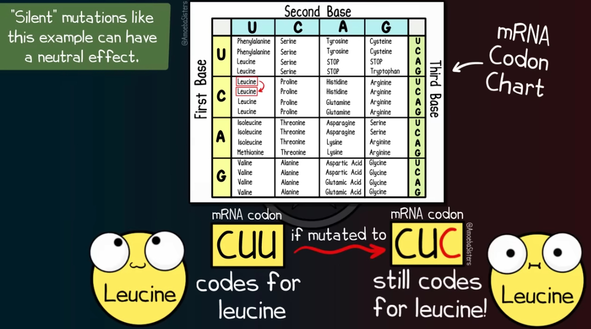 <ol><li><p><strong>Different codons can code for the same amino acid</strong>, so even if a mutation changes one nucleotide, usually the protein doesn’t change.</p></li><li><p><strong>Most DNA doesn’t code for proteins</strong> (like introns), so mutations there don’t matter.</p></li></ol><p></p>