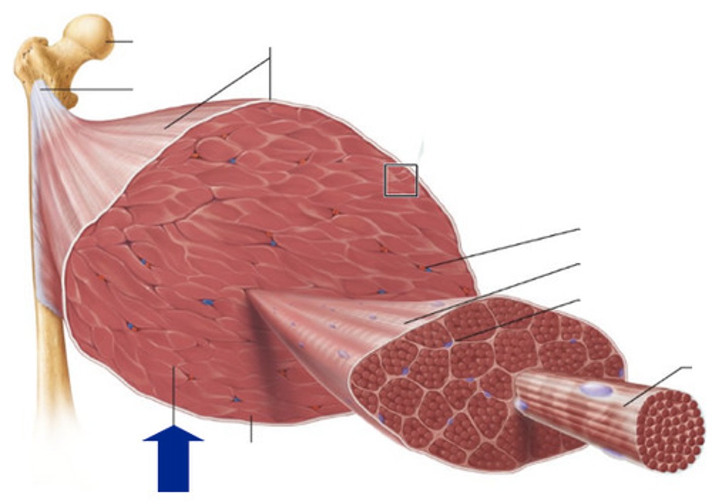 <p>surrounds fascicles</p>