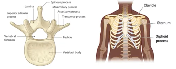 <p>process</p>