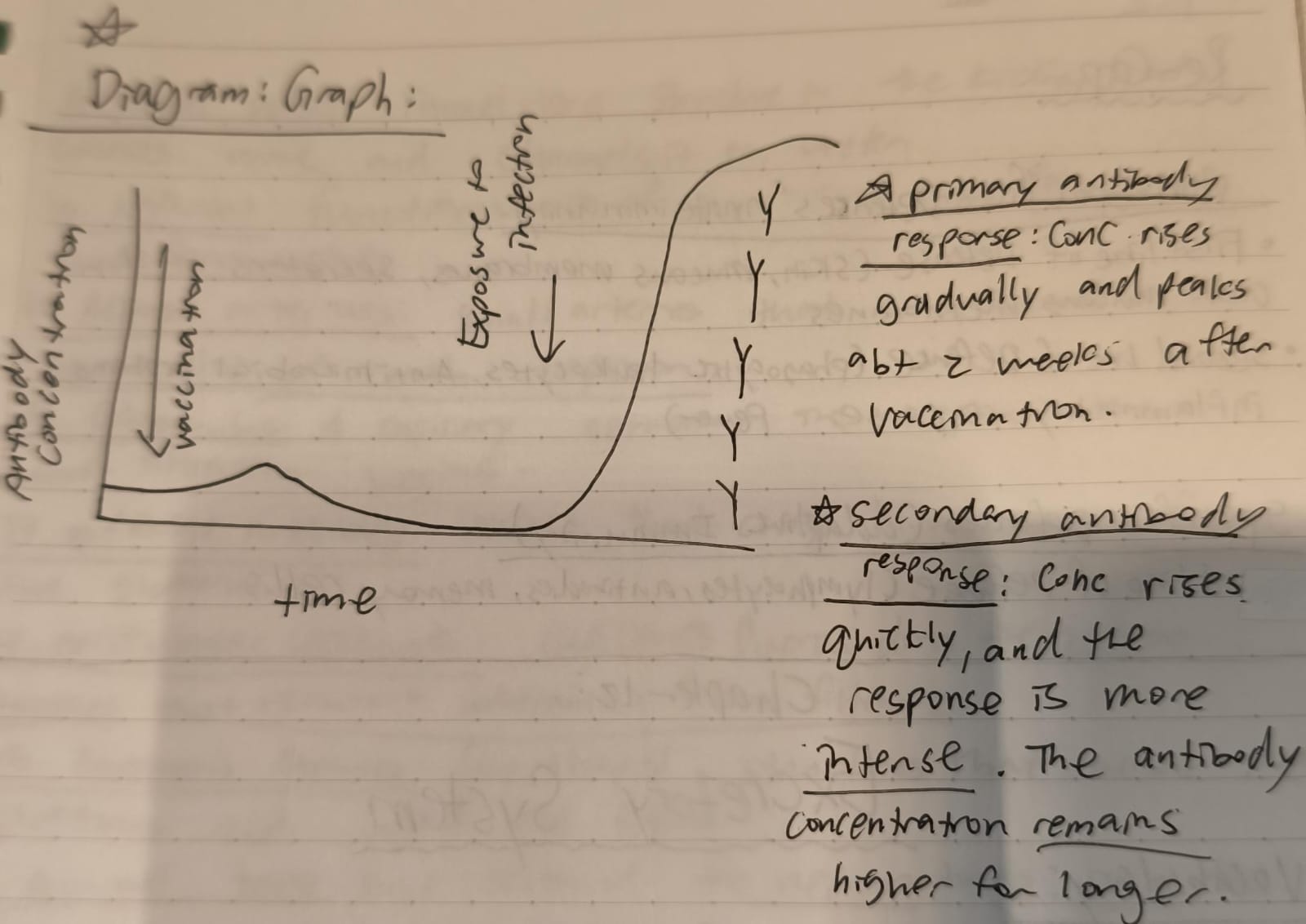 <p>Primary antibody response: Concentration rises gradually and peaks abt 2 weeks after vaccination.</p><p>Secondary antibody response: Concentration rises quickly, and the response is more INTENSE. The antibody concentration remains higher for longer. </p>