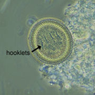 <ul><li><p>Affects: Cats​</p></li><li><p>Intermediate host: Rats and mice​</p></li><li><p>Found in: Worldwide​</p></li><li><p>Cause of infection: Ingestion of rats and mice​</p></li><li><p>60 cm long​</p></li><li><p>Armed scolex, bell shaped proglottids, taeniid egg</p></li></ul><p></p>