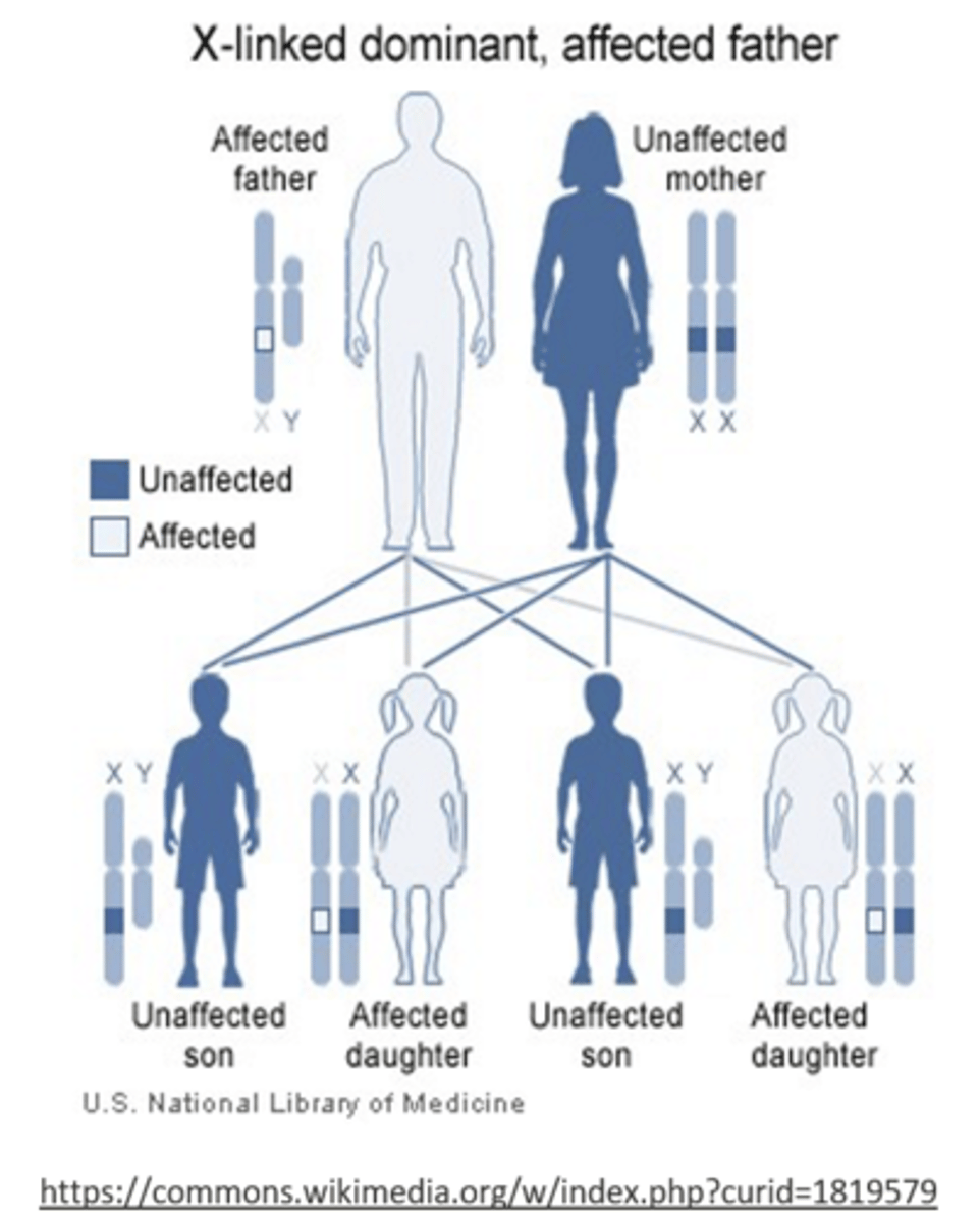 <p>father; son</p><p>(fathers must pass the Y chromosome to their son)</p>