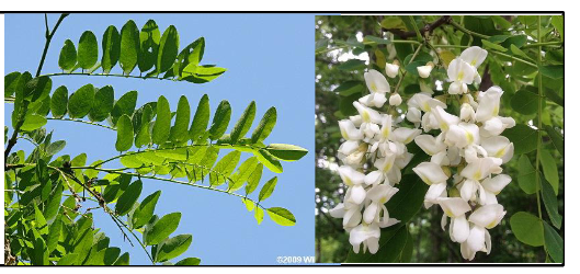 <p>Fabaceae</p><p>Robinia pseudoacacia</p>