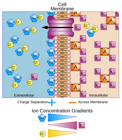 <p>¿Cuál es la concentración intracelular aproximada de Potasio (<span><span>K+</span></span>)?</p>