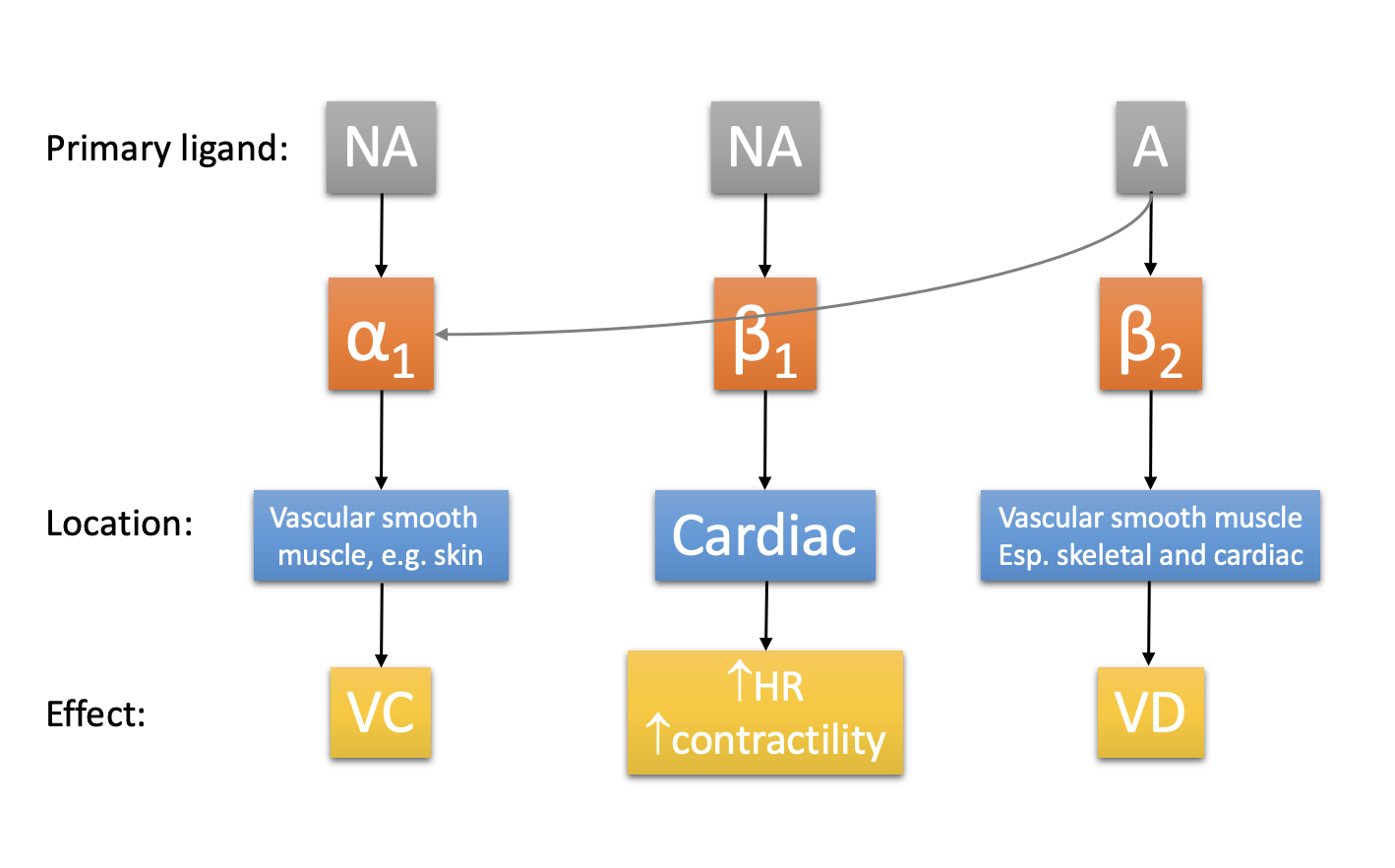 <ol><li><p>coronary blood vessels and skeletal muscle</p><ul><li><p>more beta2 than alpha 1 receptors</p></li></ul></li><li><p>beta 2 receptors trigger vasodilatation</p></li><li><p>increasing coronary and skeletal muscle blood flow</p></li></ol><p><em>note: noradrenaline from sympathetic nerves primarily acts on alpha 1 receptors</em></p><ul><li><p><em>allows skeletal muscle blood flow to be limited if necessary</em></p></li></ul><p></p>