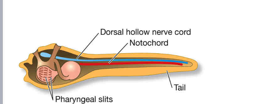 <p>Urochordate larva has chordate features</p>