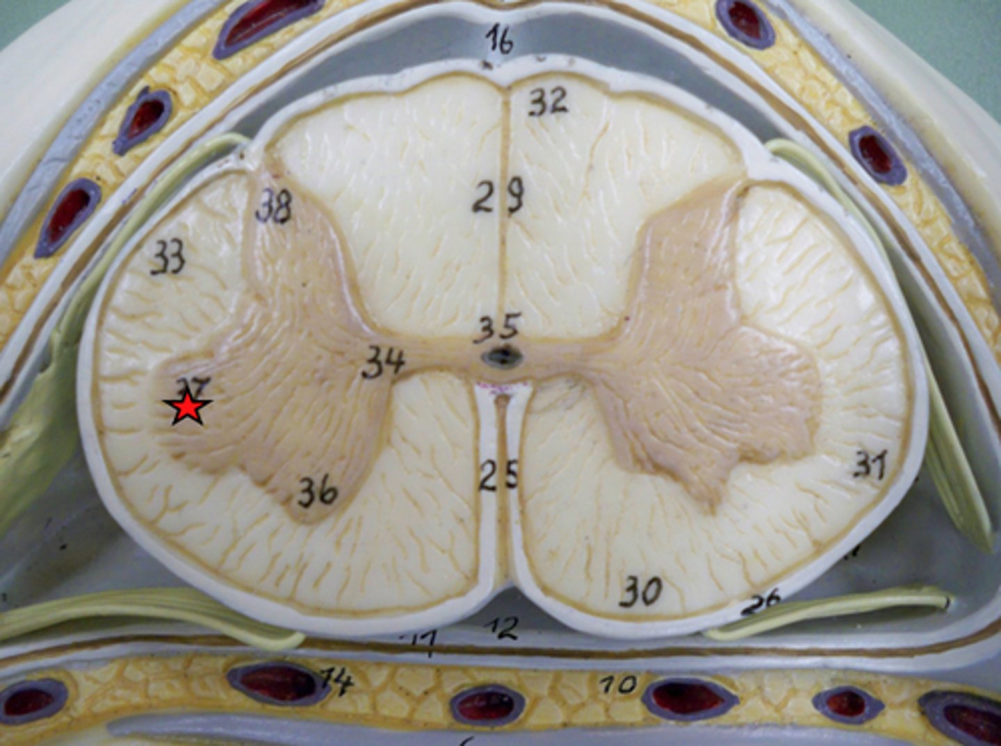 <p>visceral motor nuclei</p>