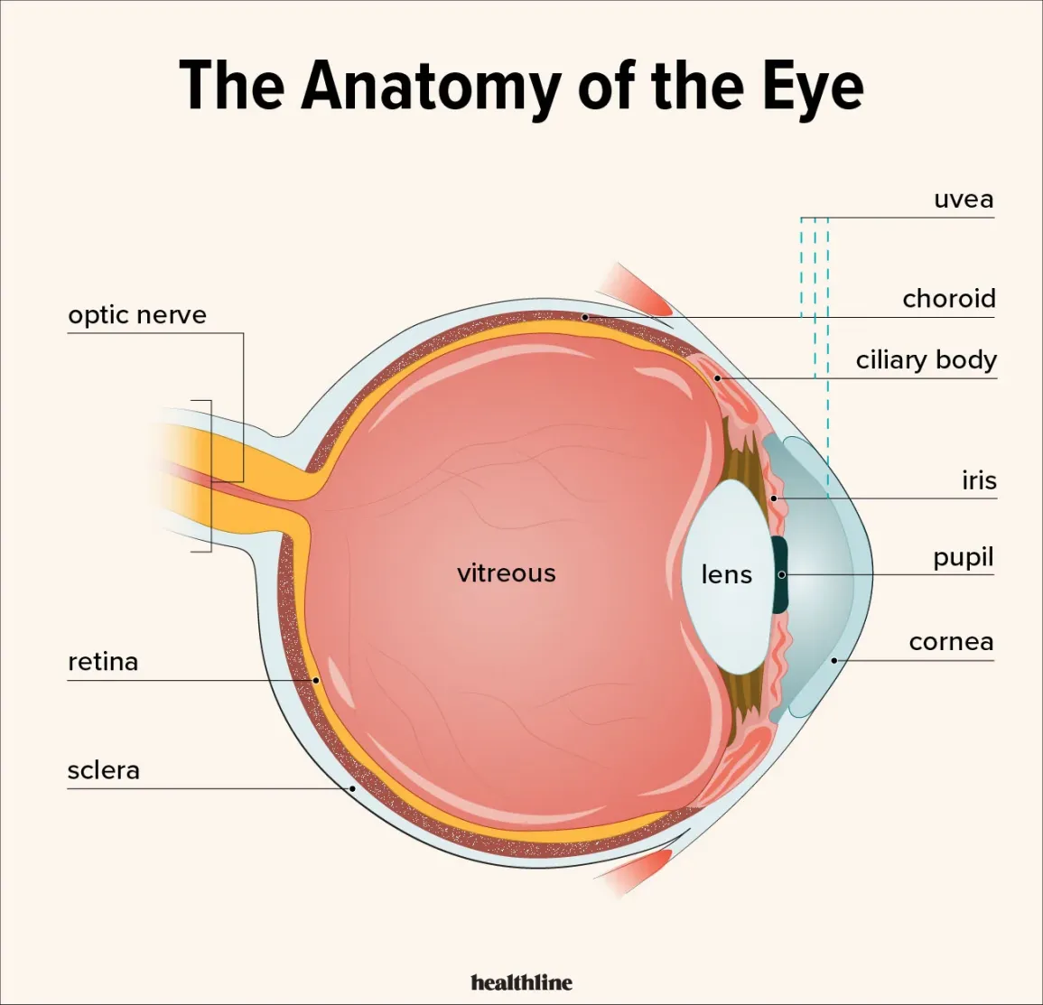 <p>Uveitis is inflammation of the structures underneath the sclera which include choroid, ciliary body, and iris.</p><p>Conjunctivitis is inflammation of the sclera which is above the uvea.</p>
