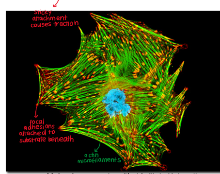 <p>How do migrating cells exert traction on the substrate they are migrating on?</p>