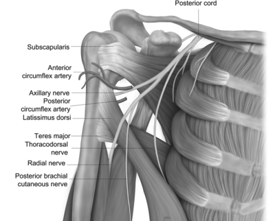 <p>Axillary Nerve passes thru quadrangular space to innervate</p>