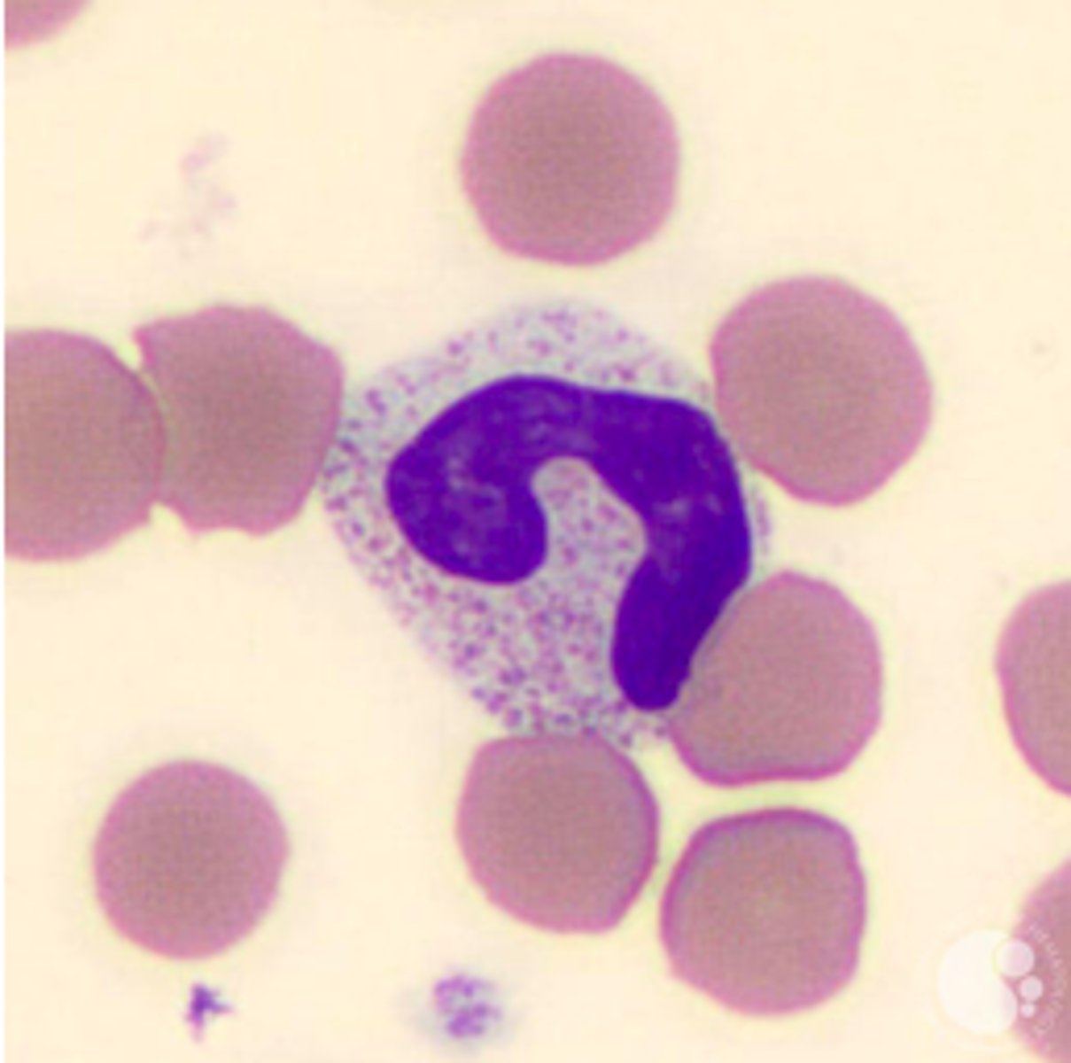 <p>&gt; horseshoe-shaped nucleus, clumped chromatin</p><p>&gt; secondary granules: containing alkaline phosphatase and stains neutral or pink</p><p>&gt; occasionally dark primary granules.</p><p>&gt; healthy individuals: 2% to 6%</p>