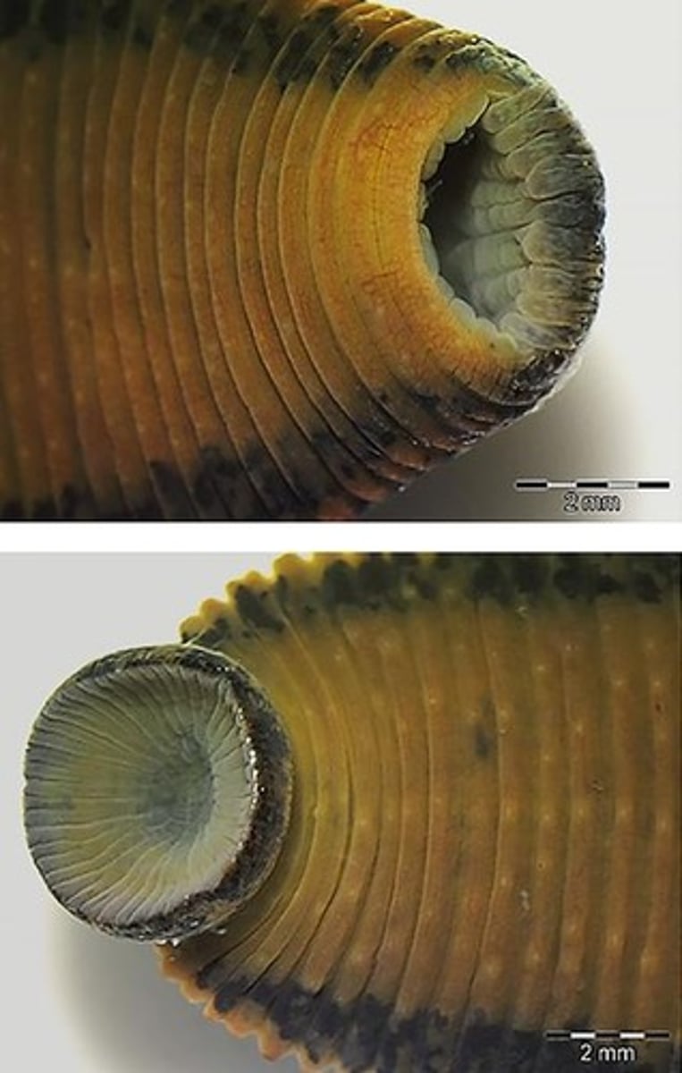 <p>Suckers or hooks.</p>