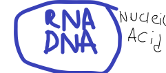 <p>Which of the following are everyday examples of nucleic acids?</p>